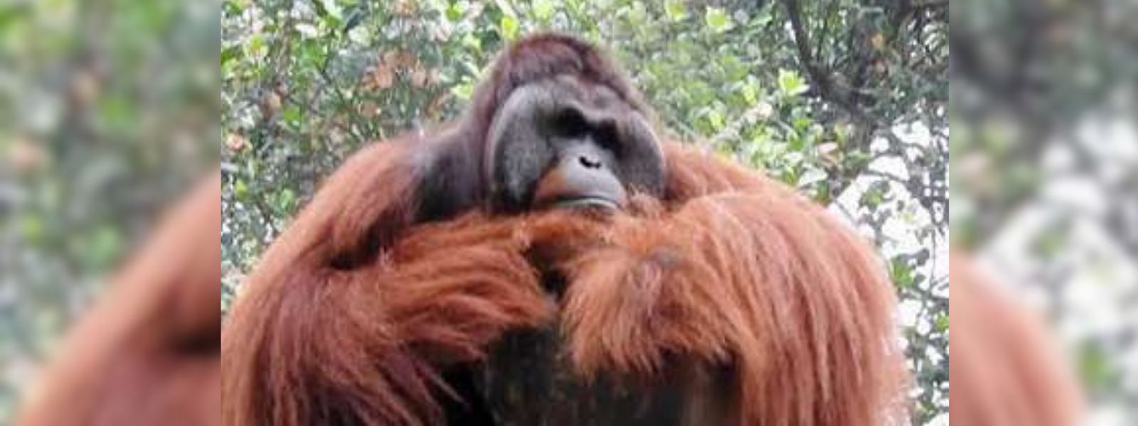 Dehiwala Zoo Mourns the Loss of Its Last Orangutan